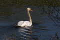 Cygne Tubercule-01
